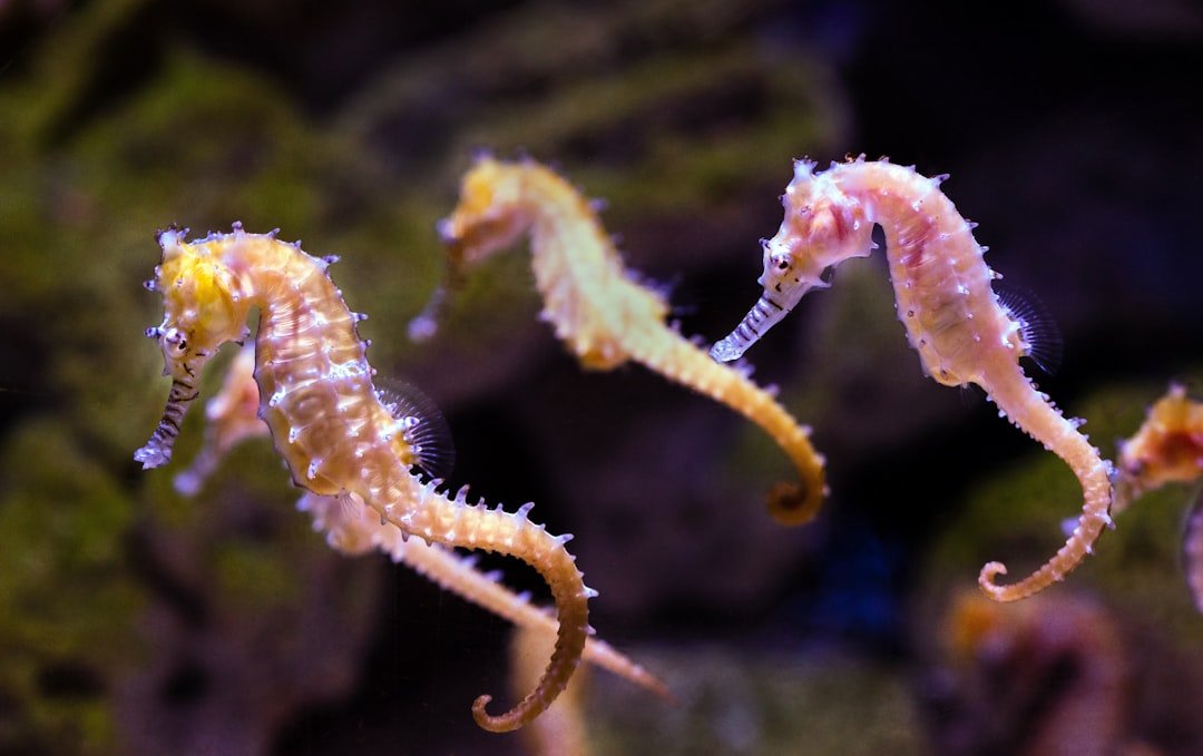 The Enchanting Seahorse - Patience Meets Magic (image credits: unsplash)