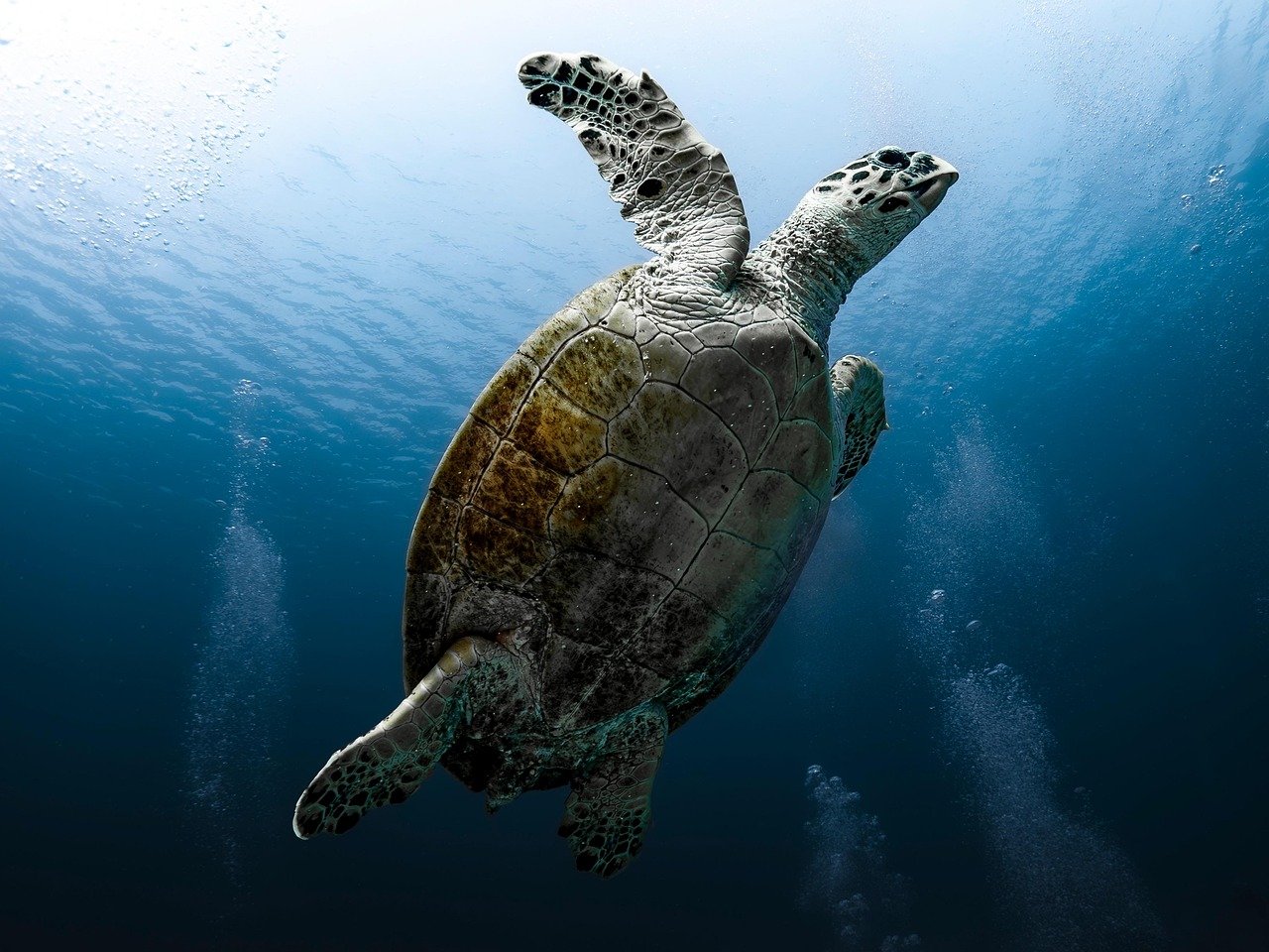 The Graceful Sea Turtle - Symbols of Longevity and Wisdom (image credits: pixabay)
