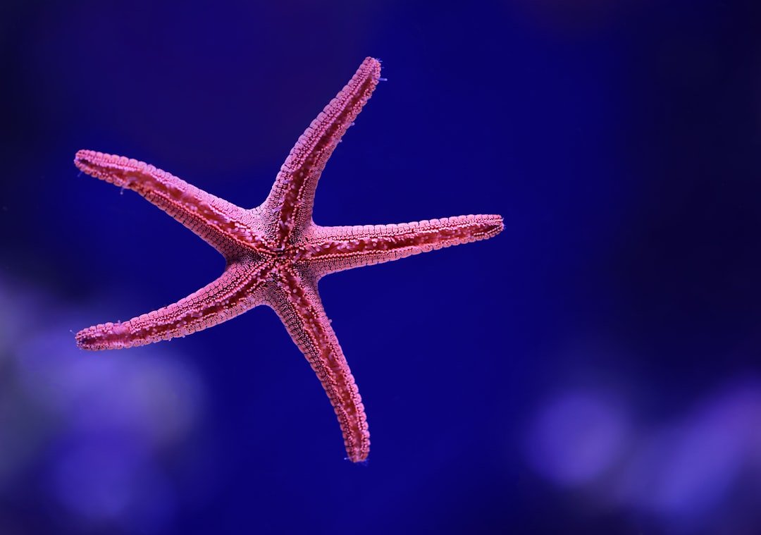 The Luminous Starfish - Symbols of Divine Love and Regeneration (image credits: unsplash)
