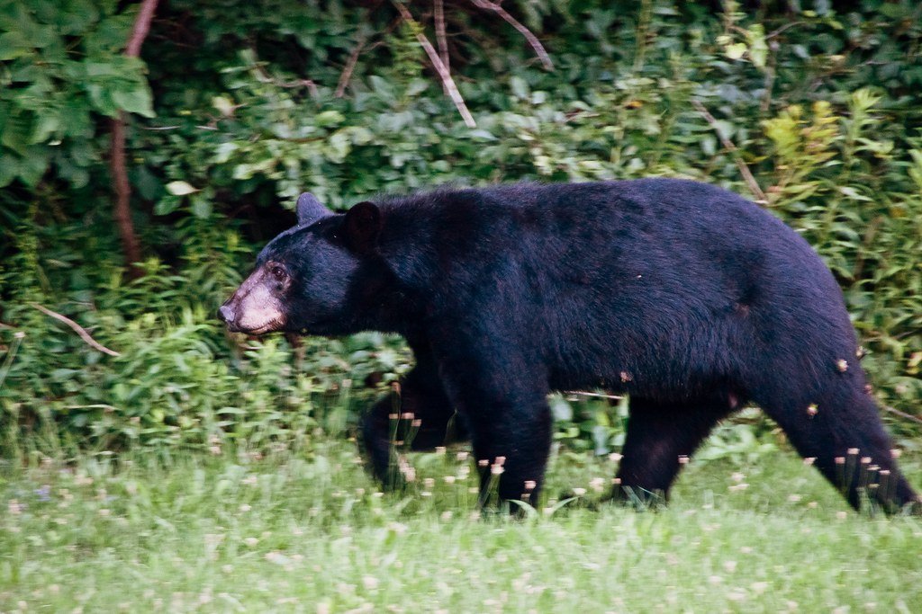 Create Noise to Encourage the Bear to Leave (image credits: flickr)