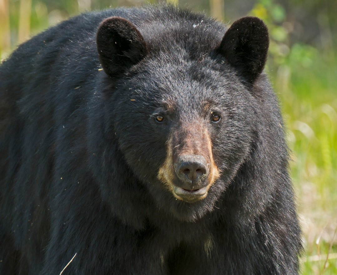 What NOT to Do During a Kitchen Bear Encounter (image credits: unsplash)