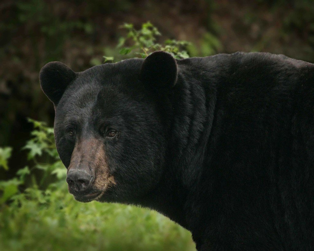 Recognizing Bear Behavior and Body Language (image credits: rawpixel)