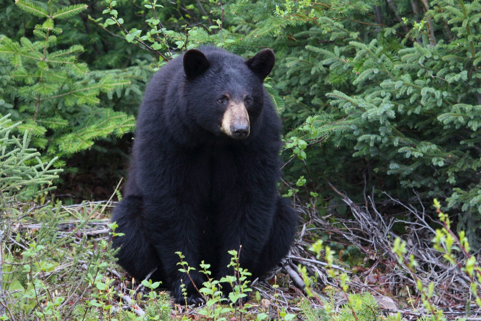 What to Expect After a Bear Kitchen Encounter (image credits: By Cephas, CC BY-SA 4.0, https://commons.wikimedia.org/w/index.php?curid=60355214)