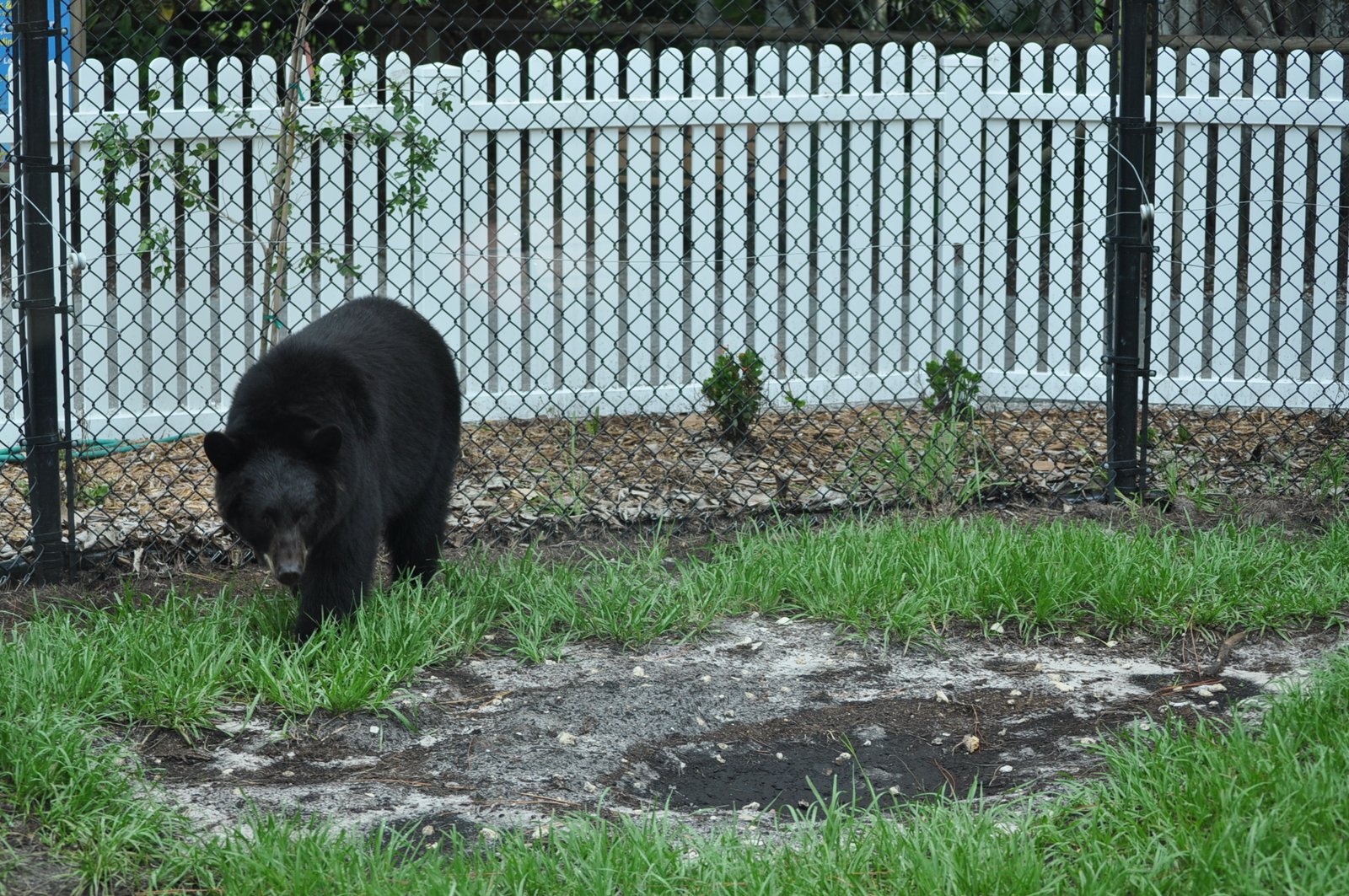 Conclusion: Living Safely in California's Bear Country (image credits: Bear at Naples, CC BY 2.0, https://commons.wikimedia.org/w/index.php?curid=64754785)