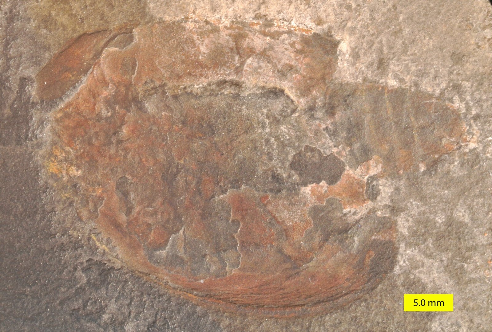 The Burgess Shale Connection: Ancient Marine Life (image credits: wikimedia)