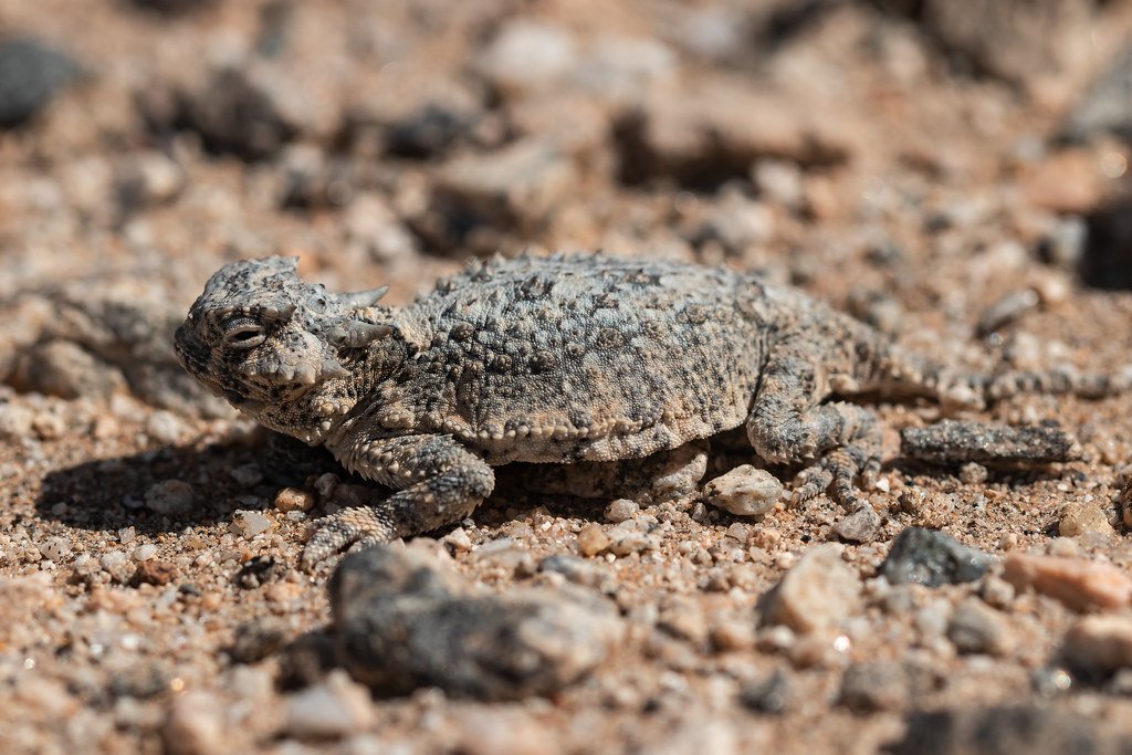 How Their Freezing Behavior Maximizes Camouflage Effectiveness (image credits: flickr)