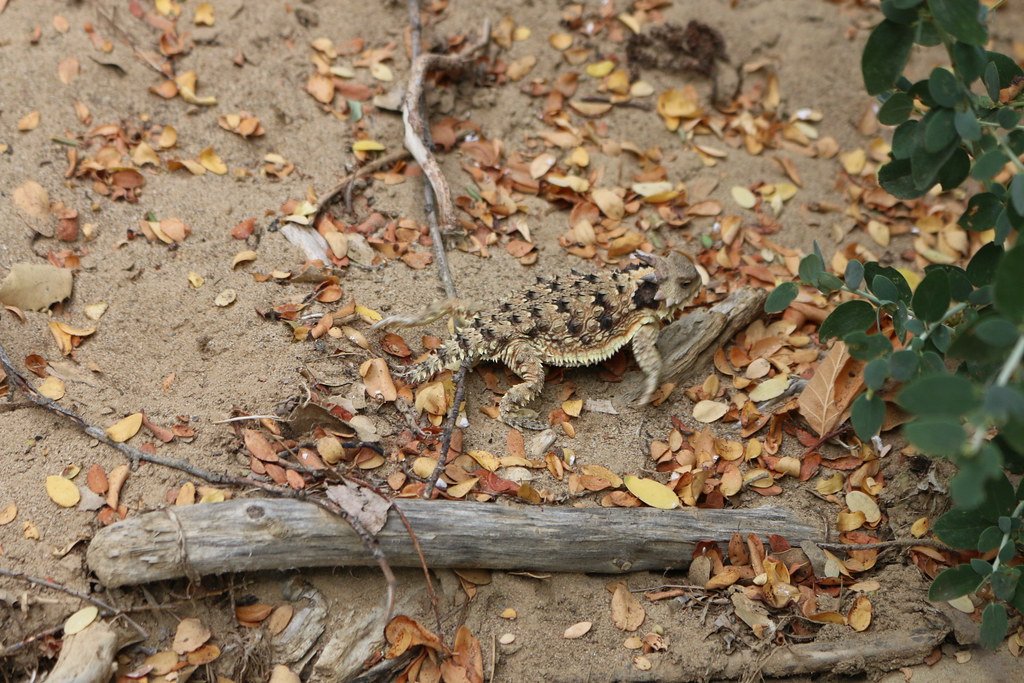Multi-Purpose Camouflage That Also Regulates Temperature (image credits: flickr)