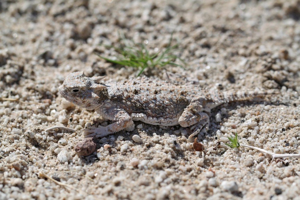 Scientific Tests Prove Their Camouflage Actually Works (image credits: rawpixel)