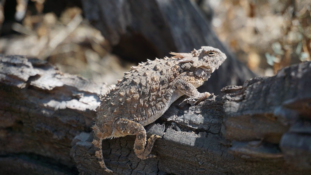 How Texas Horned Lizards Use Science-Backed Camouflage to Survive the Desert