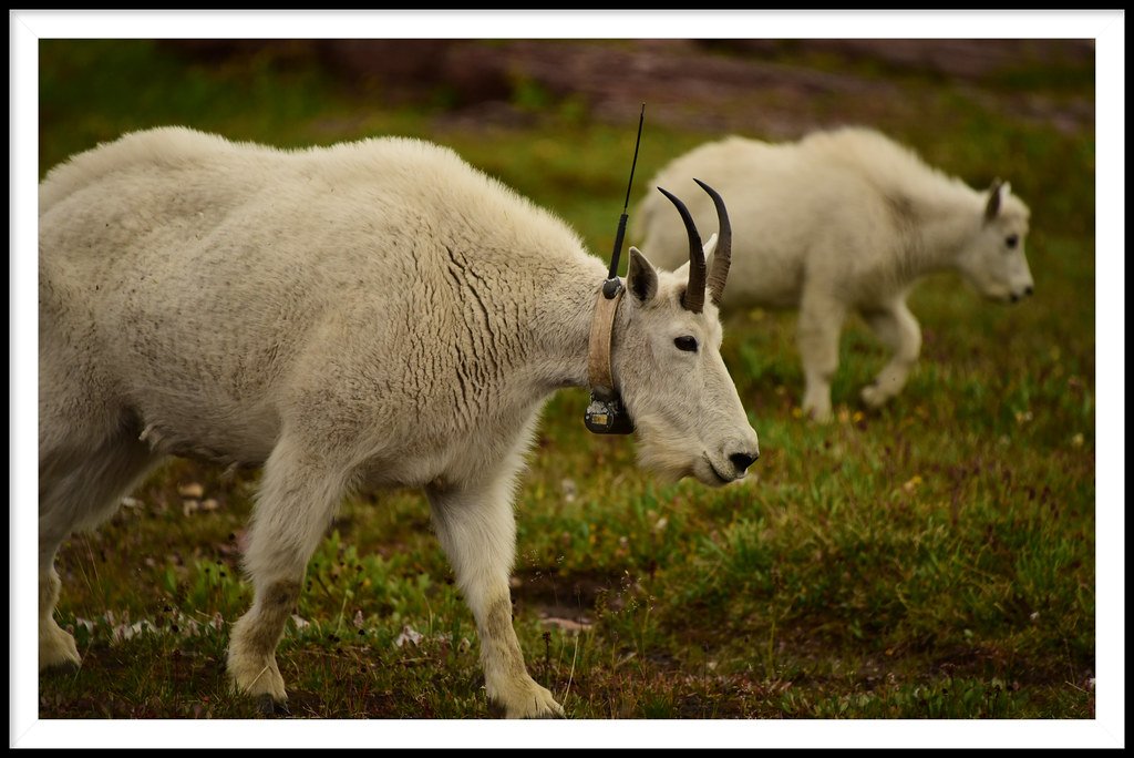 What Modern Technology Tells Us About Animal Behavior (image credits: flickr)
