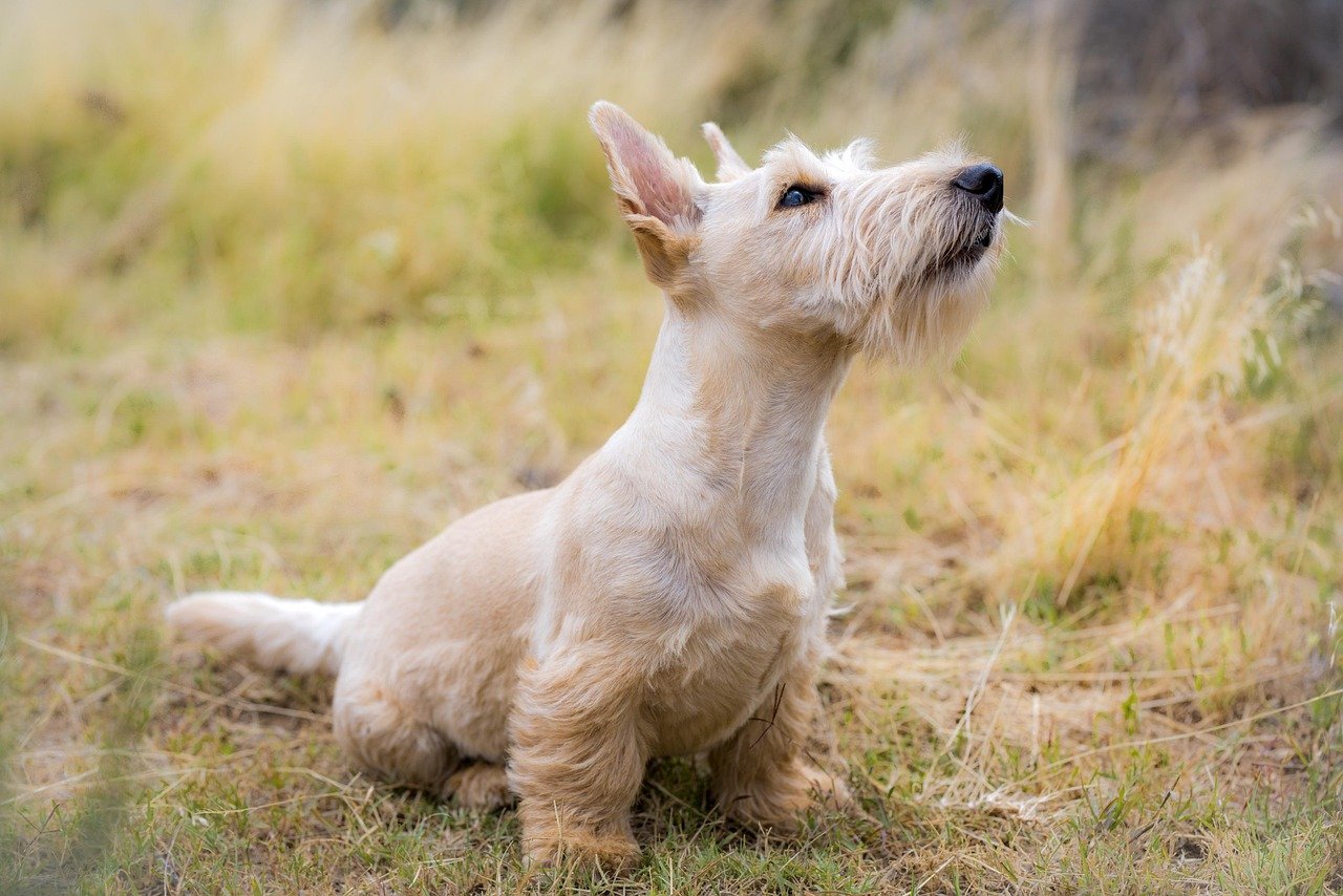 Dogs: Man's Best Early Warning System? (image credits: pixabay)