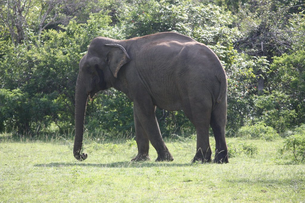 Elephants: Nature's Built-In Seismometers (image credits: flickr)