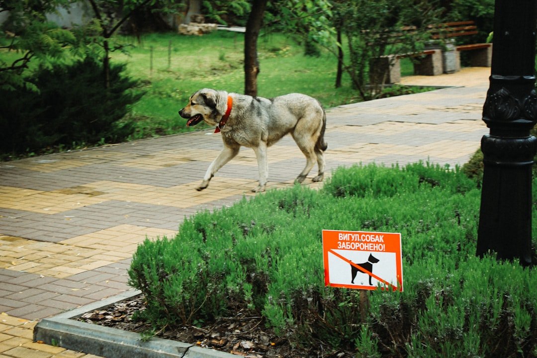 Modern Technology vs. Animal Instincts (image credits: unsplash)