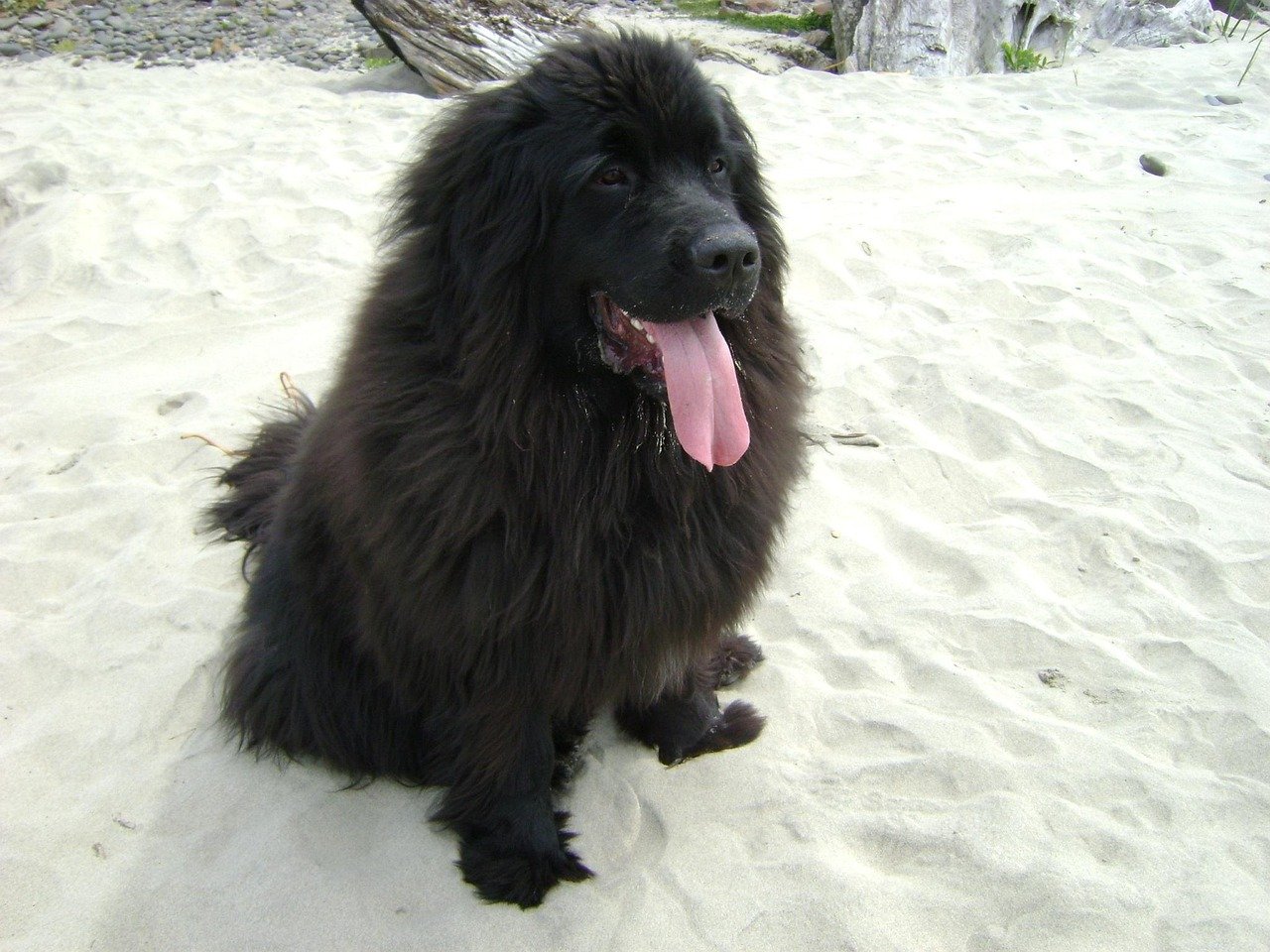 ISFJ - The Newfoundland Match (image credits: pixabay)