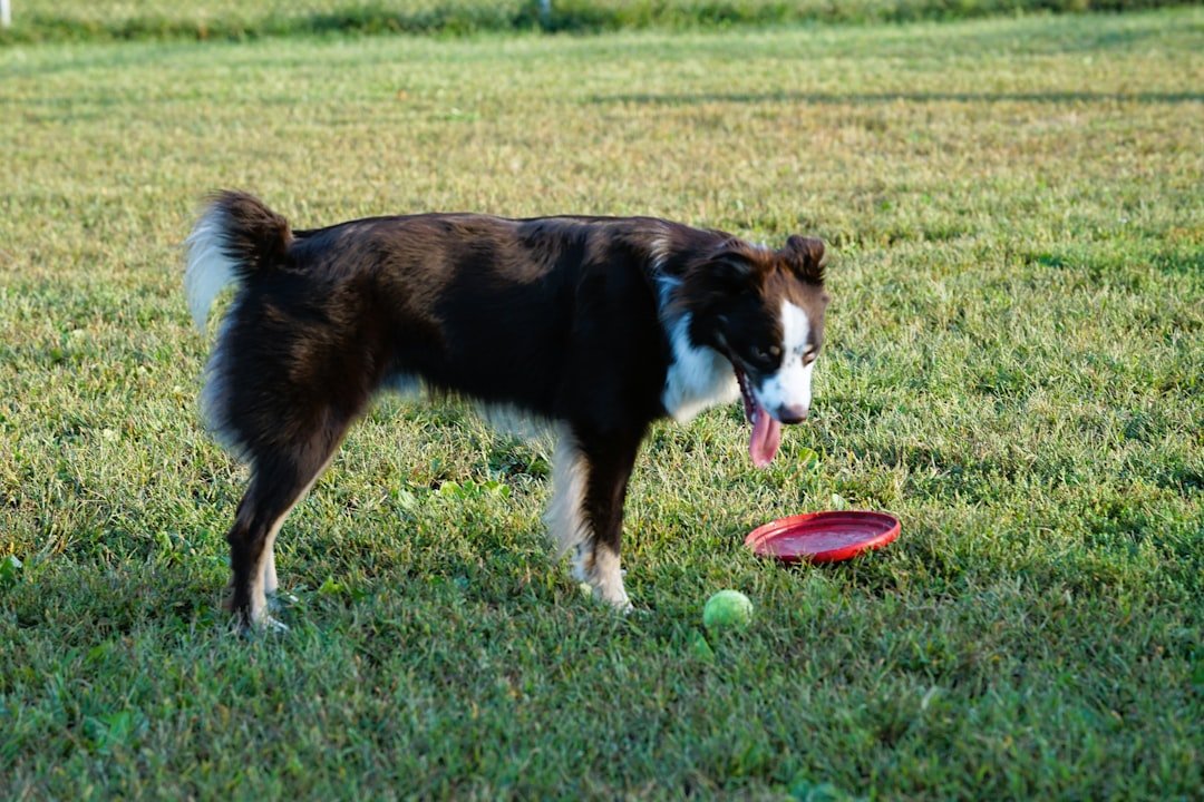 INFJ - The Border Collie Partnership (image credits: unsplash)