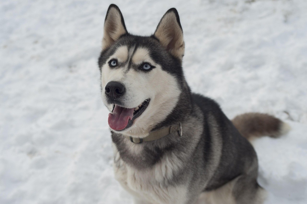 INTJ - The Siberian Husky Challenge (image credits: pixabay)