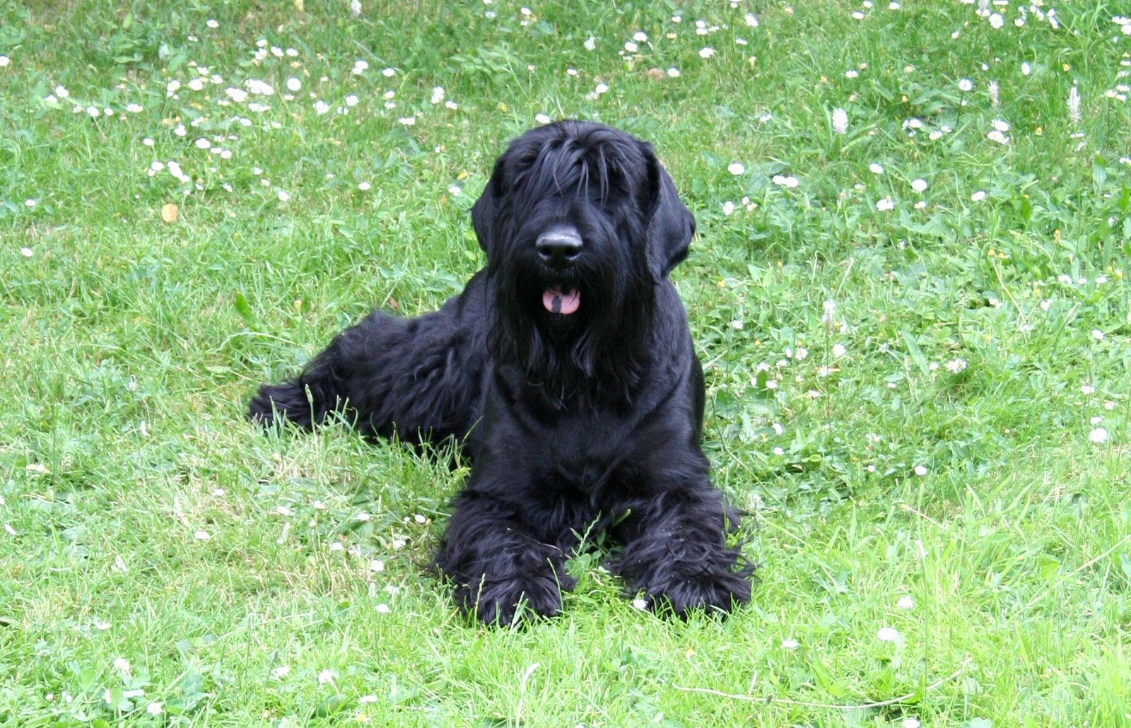 ISTP - The Black Russian Terrier Bond (image credits: wikimedia)