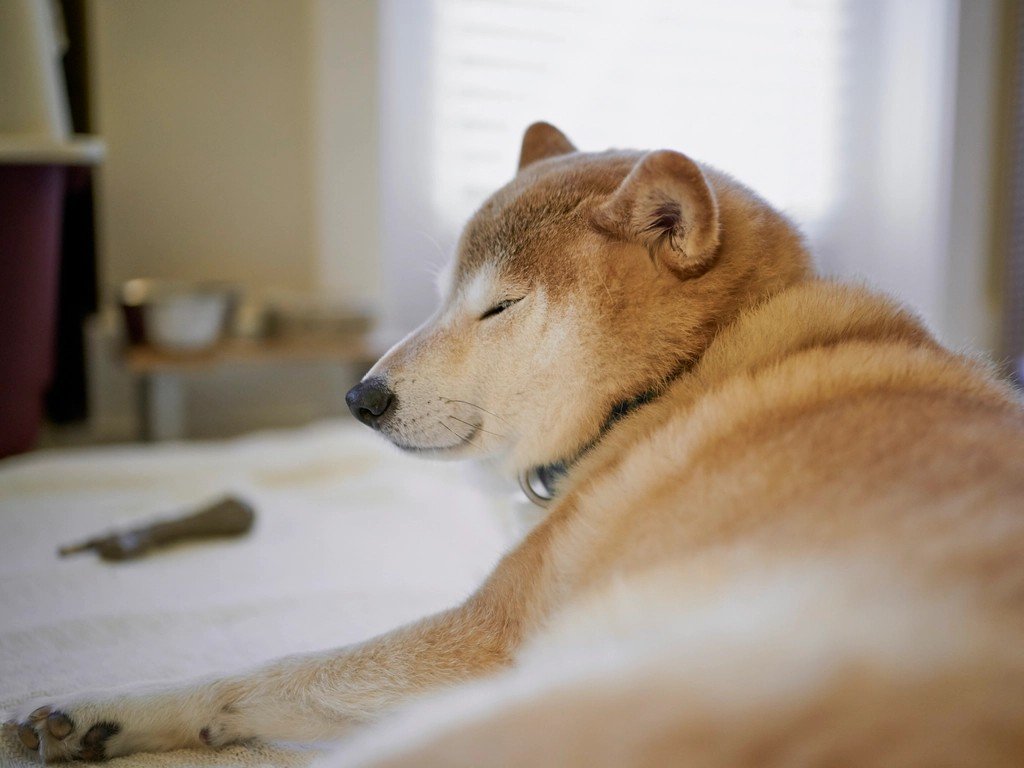 INFP - The Shiba Inu Understanding (image credits: rawpixel)