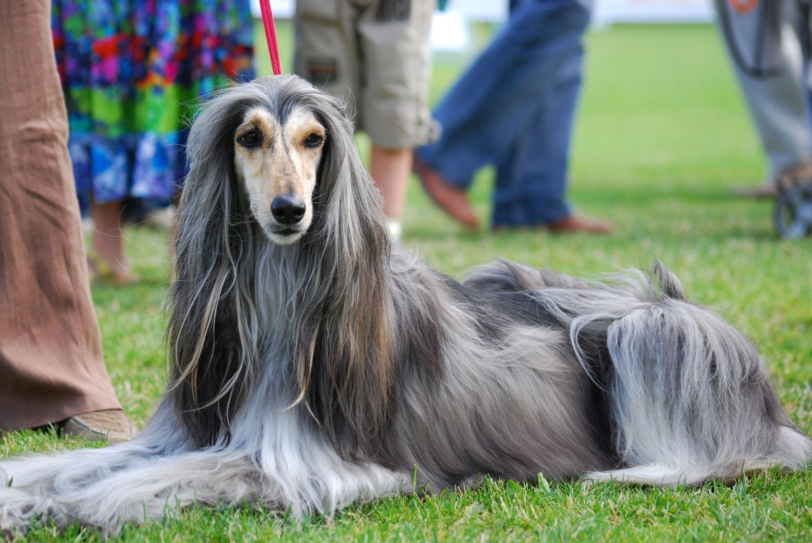 INTP - The Afghan Hound Intellect (image credits: wikimedia)