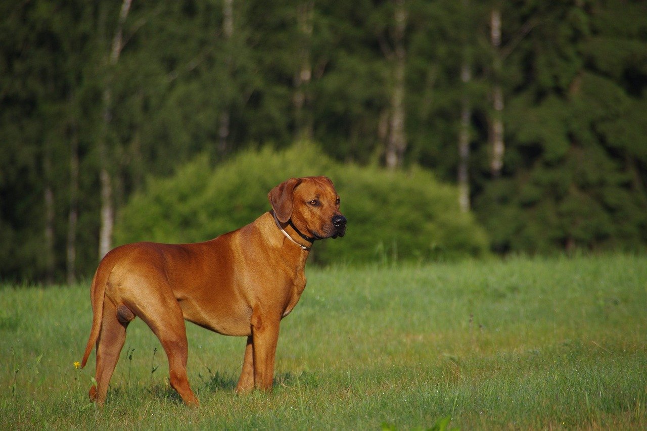 ESTP - The Rhodesian Ridgeback Spirit (image credits: pixabay)