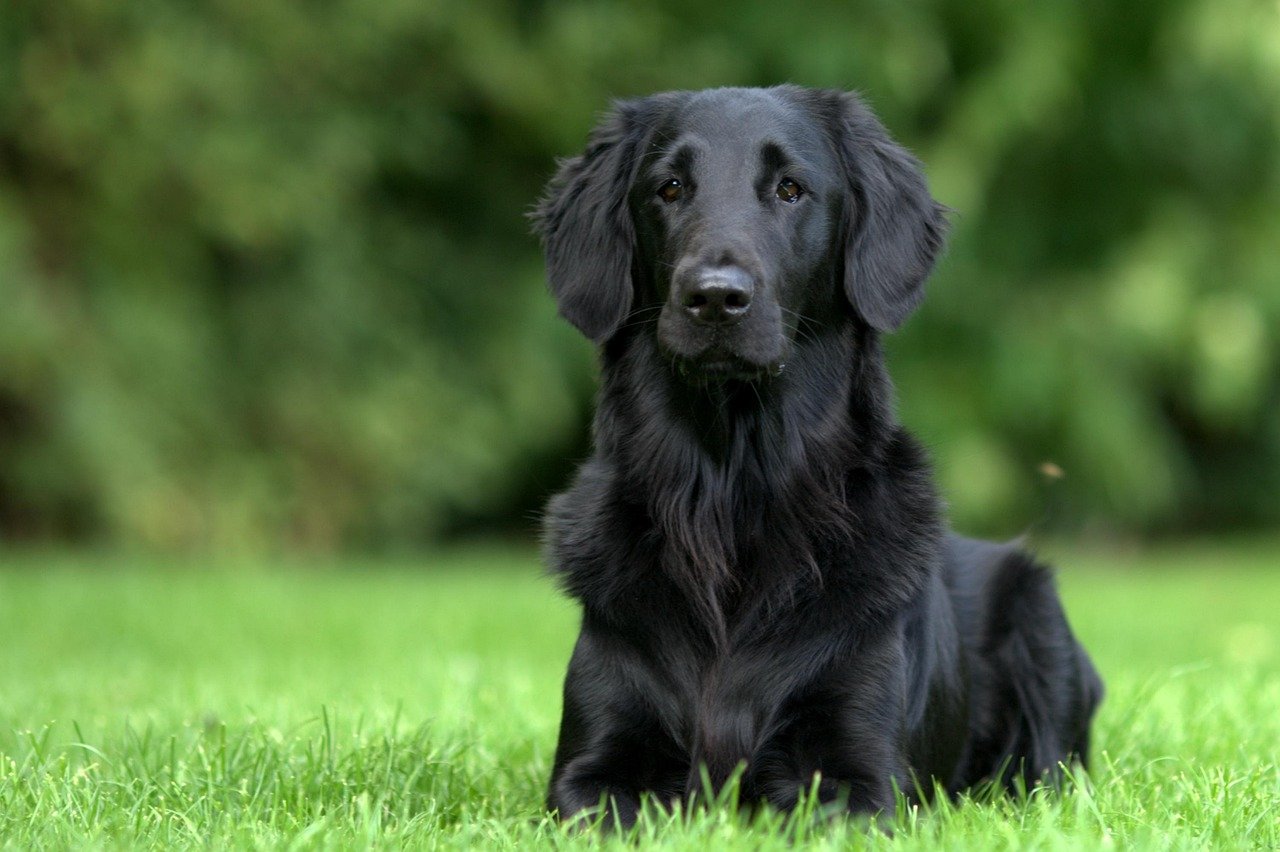 ESFP - The Flat-Coated Retriever Joy (image credits: pixabay)