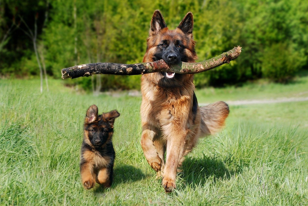 ENTP - The German Shepherd Innovation (image credits: pixabay)