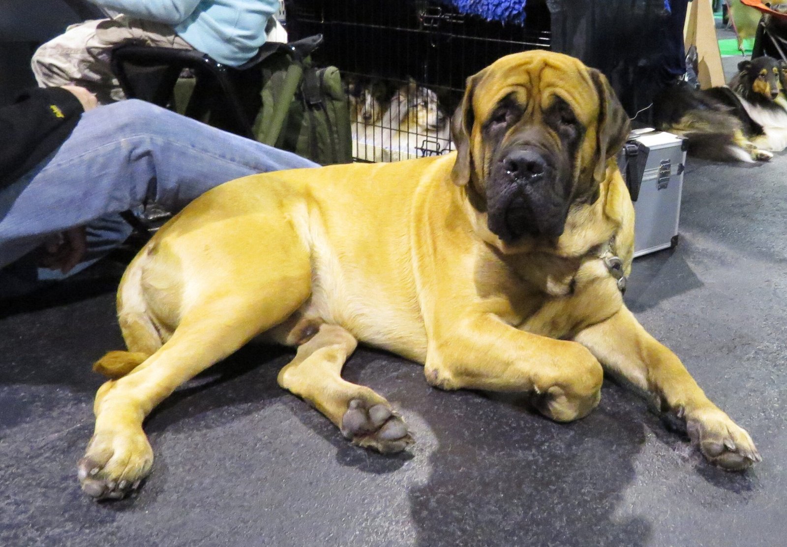ENTJ - The Mastiff Command (image credits: wikimedia)