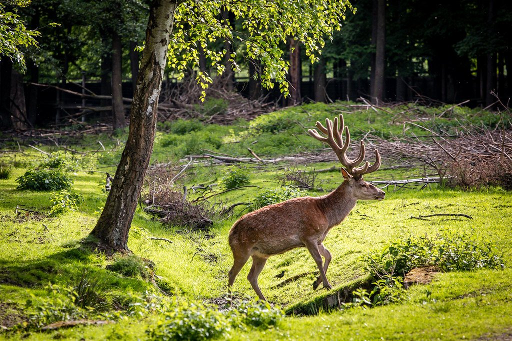 Spring Awakens the Beaver and Deer Spirits (image credits: flickr)
