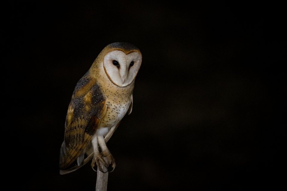 Autumn's Wisdom Speaks Through the Owl (image credits: stocksnap)