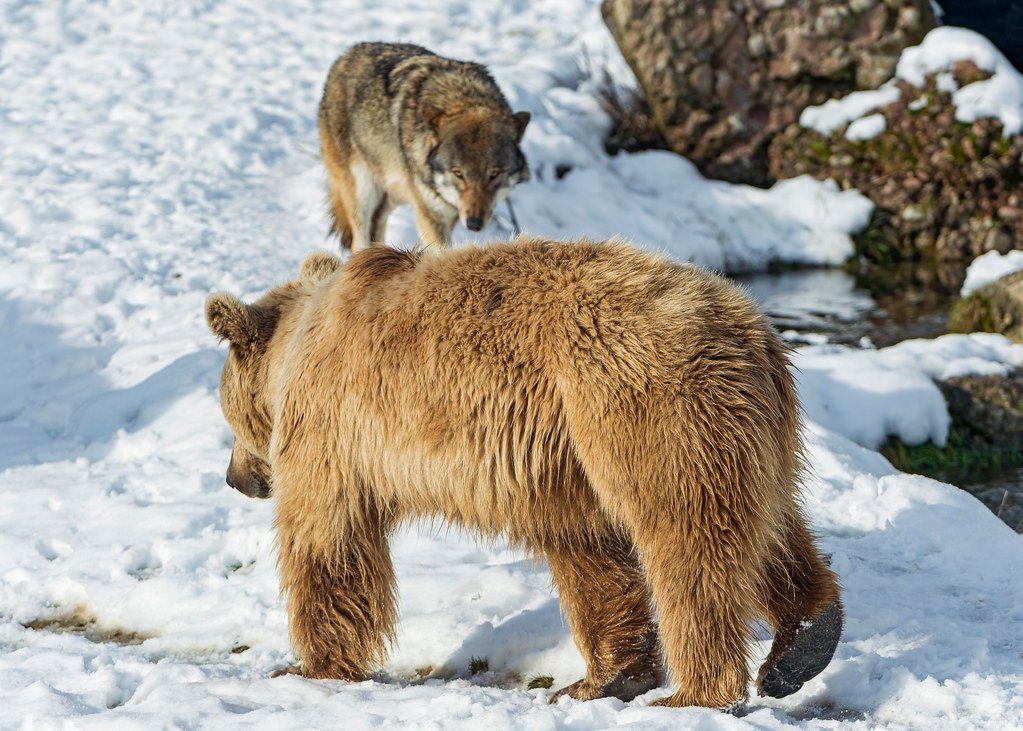 Winter's Introspective Call to the Wolf and Bear (image credits: flickr)