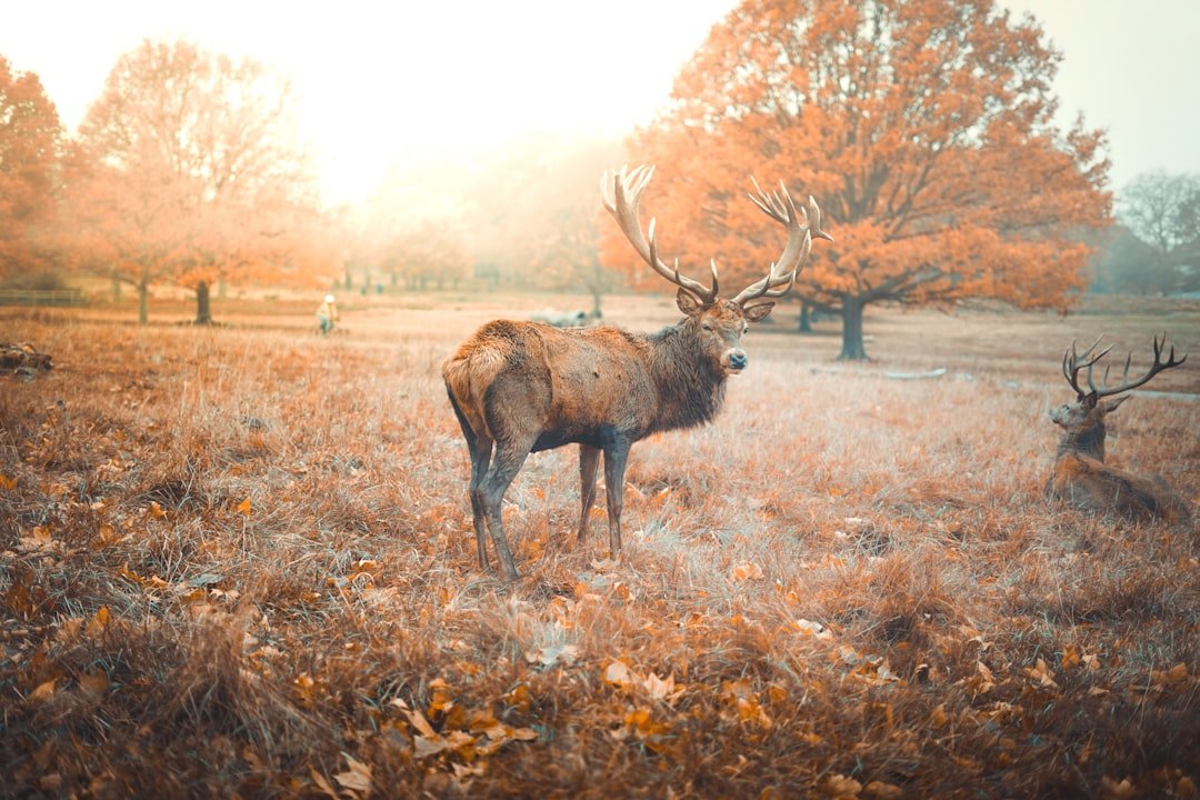 Your Seasonal Personality Reveals Your Spirit Animal (image credits: unsplash)