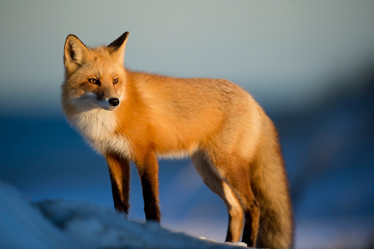 The Fox Spirit Bridges Seasonal Transitions (image credits: pixabay)