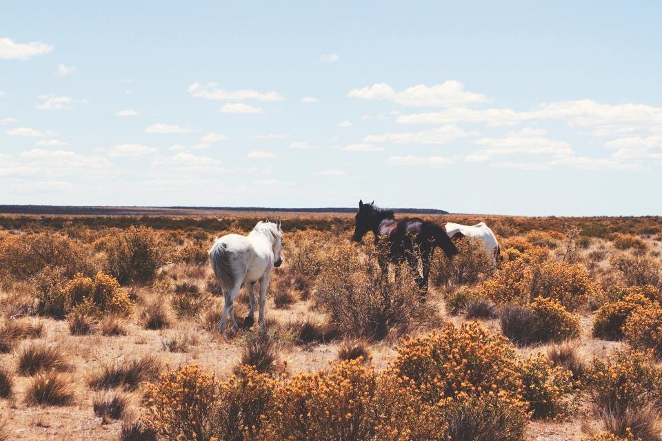 Understanding Your Seasonal Spirit Animal Connection (image credits: stocksnap)