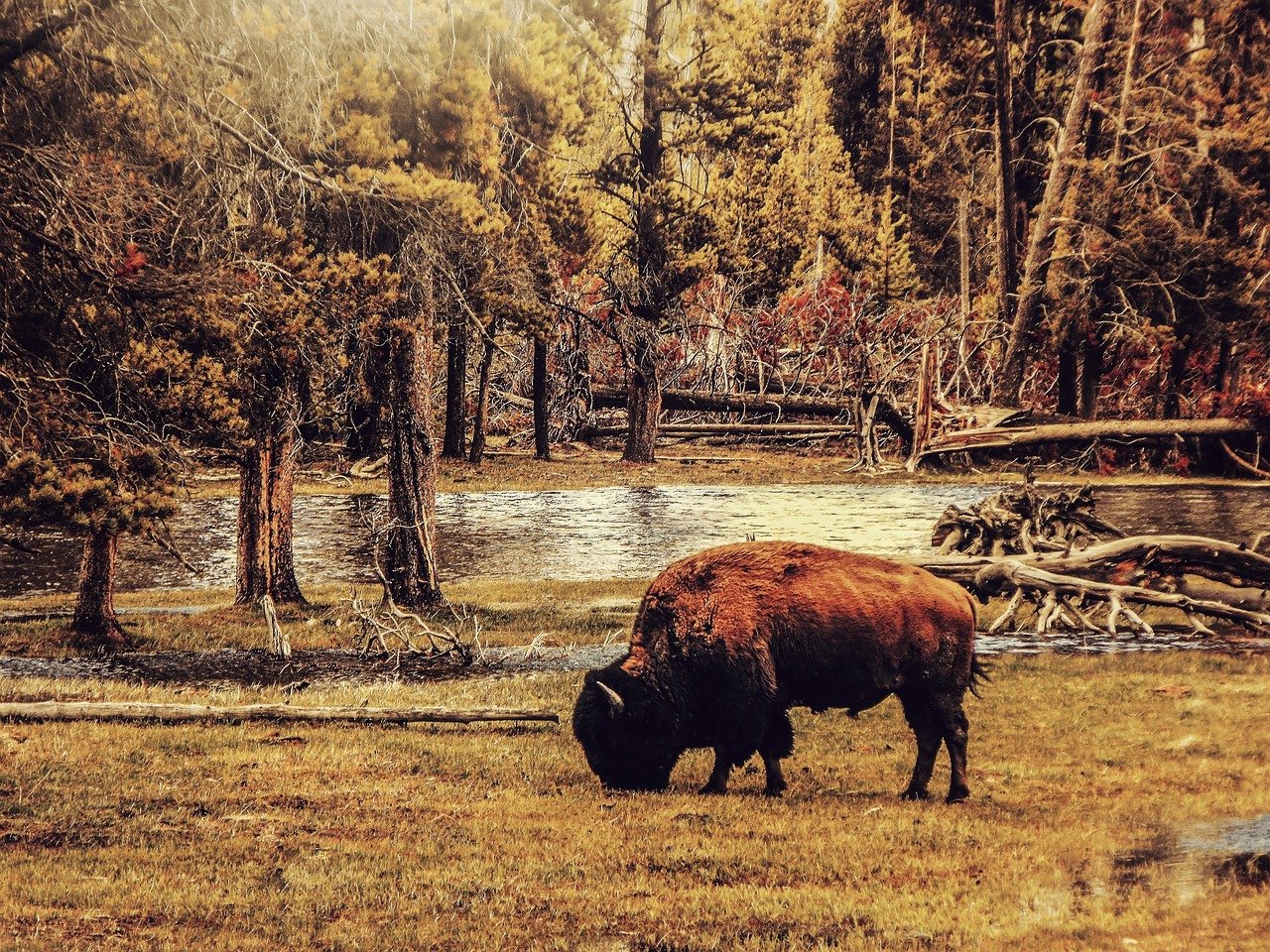 The Science Behind Seasonal Animal Connections (image credits: pixabay)