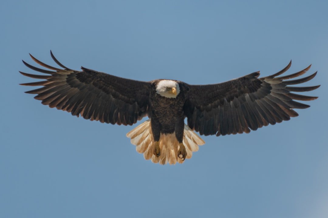 The Bold Eagle: High-Adrenaline Adventure Seekers (image credits: unsplash)