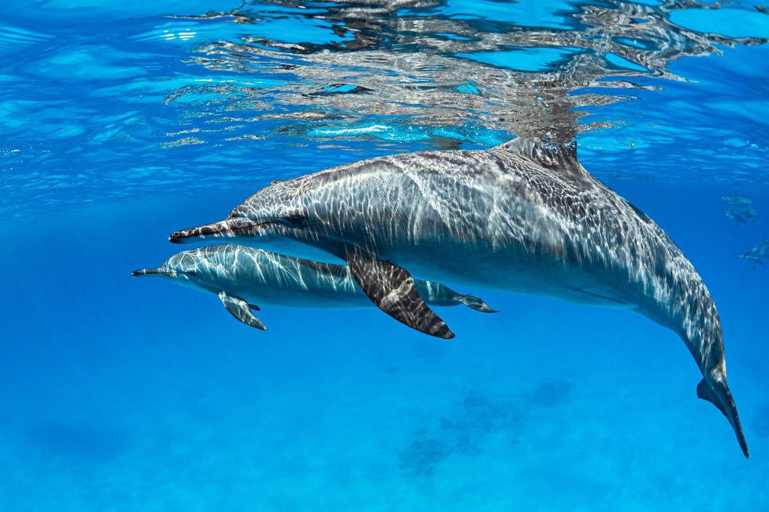 The Social Dolphin: Community and Connection Enthusiasts (image credits: unsplash)