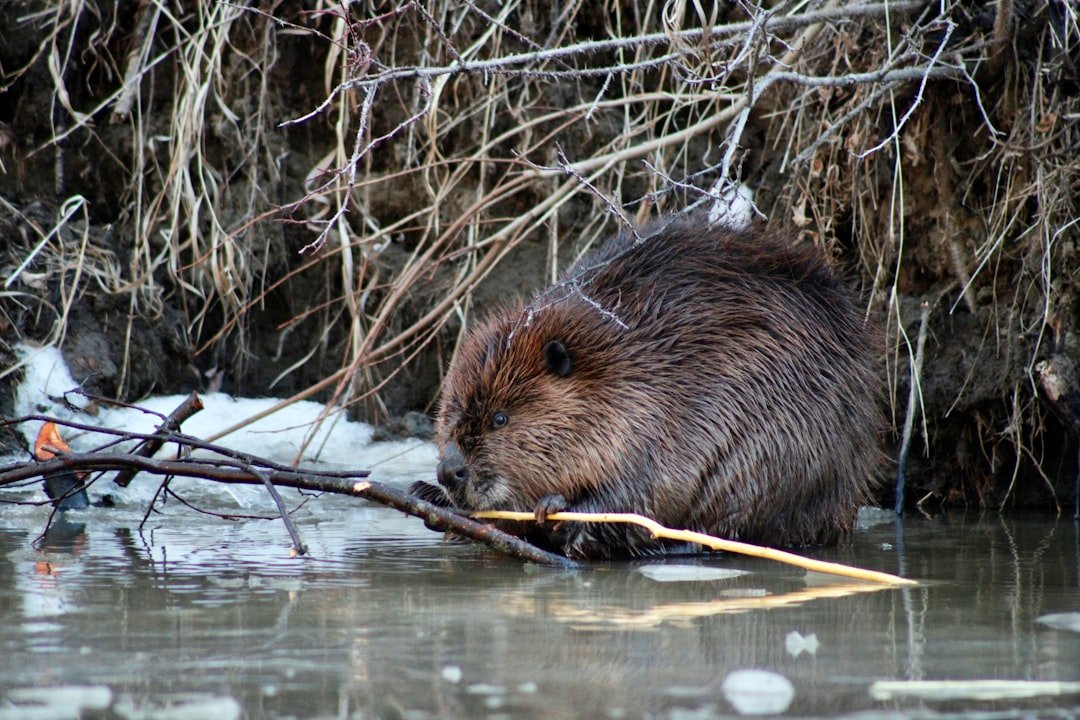 The Methodical Beaver: DIY Project Masters (image credits: unsplash)