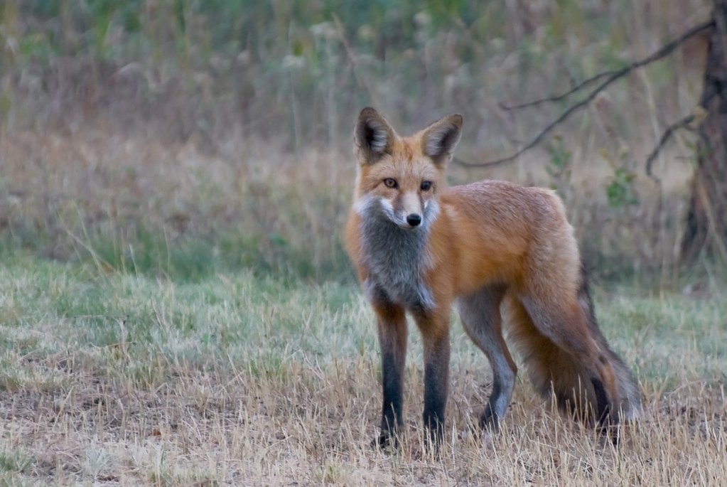 The Curious Fox: Hobby Collectors and Skill Samplers (image credits: flickr)
