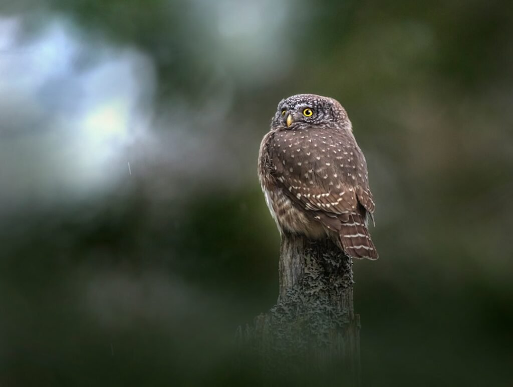 The Solitary Owl: Knowledge Seekers and Deep Thinkers