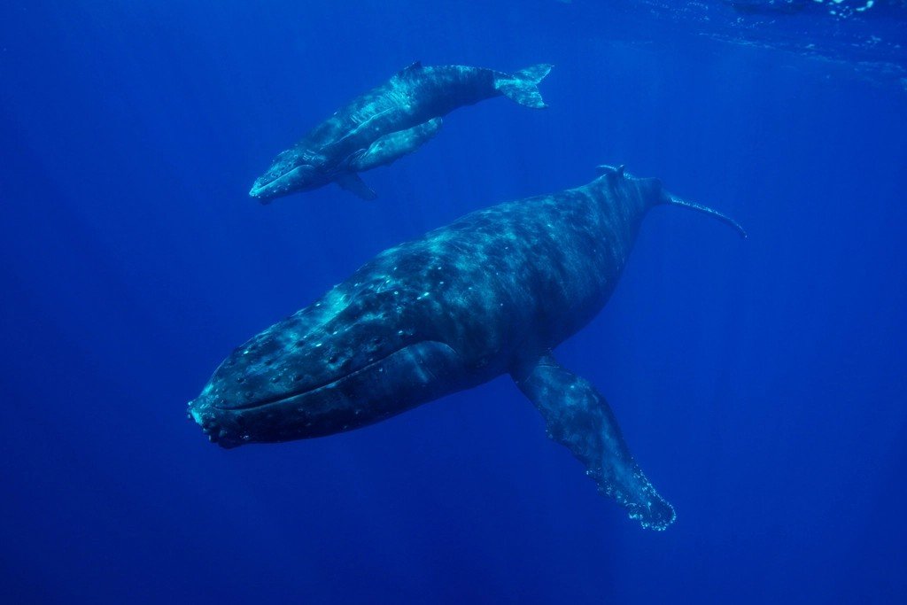 The Nurturing Whale: Community Service Champions (image credits: rawpixel)