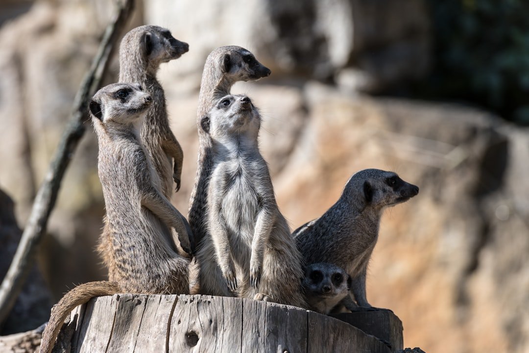 The Organized Meerkat: Lifestyle Optimizers (image credits: unsplash)