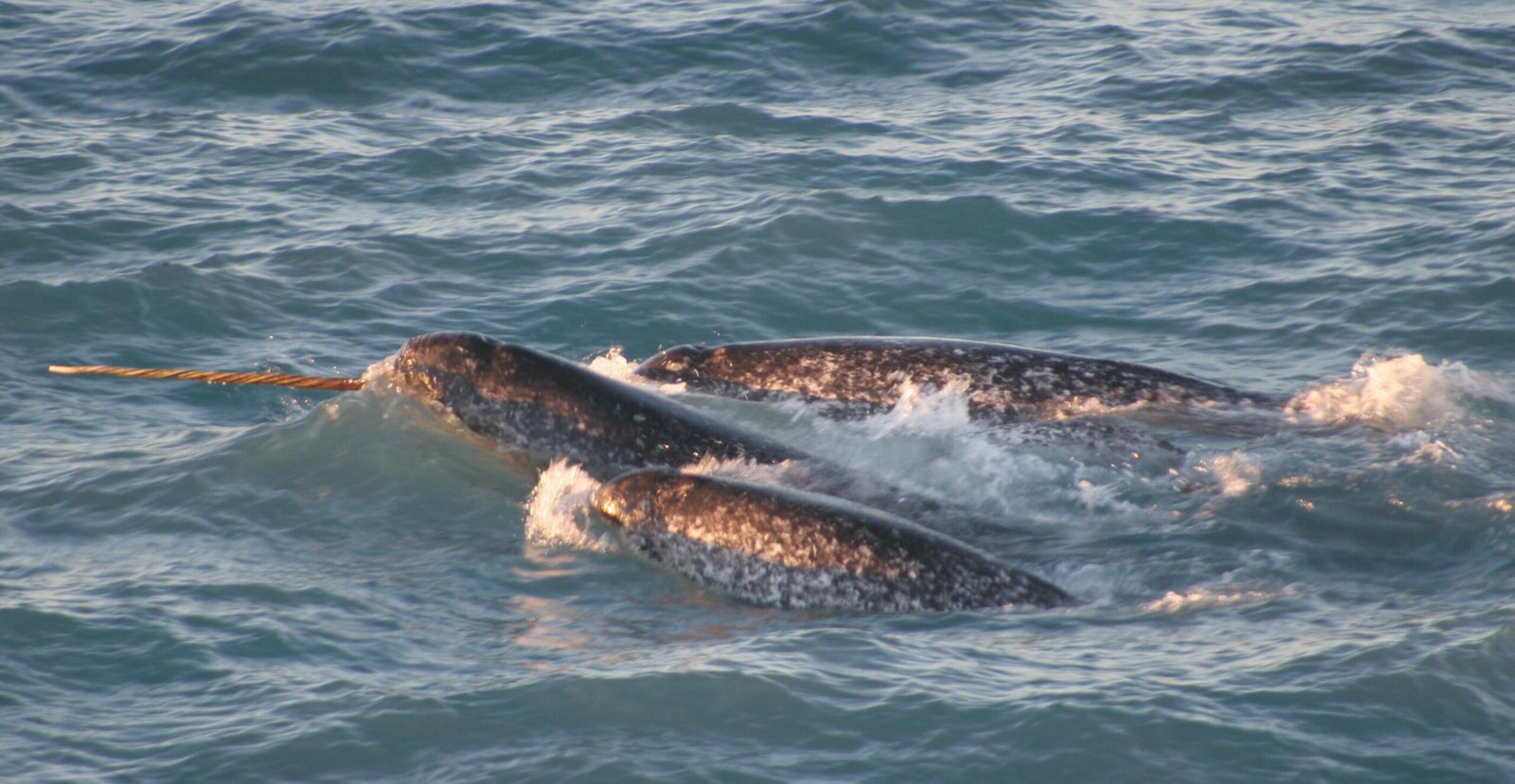 The Adventurous Narwhal: Unique Experience Collectors (image credits: NOAA Photolib Library, Public domain, https://commons.wikimedia.org/w/index.php?curid=45807231)