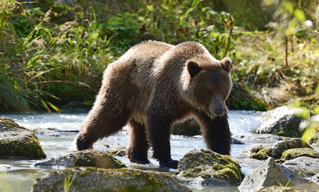 The Persistent Bear: Goal-Driven Achievement Seekers (image credits: unsplash)