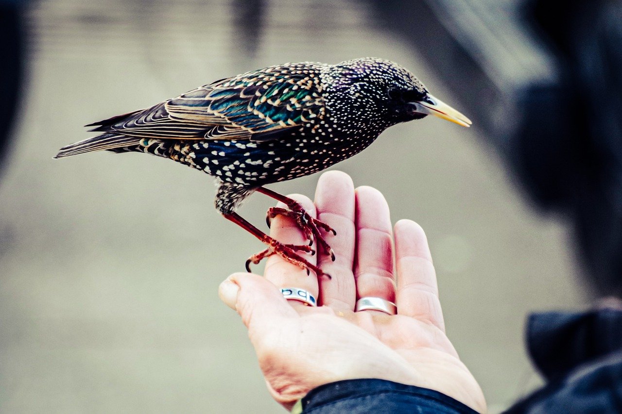 Finding Your Animal Balance (image credits: pixabay)