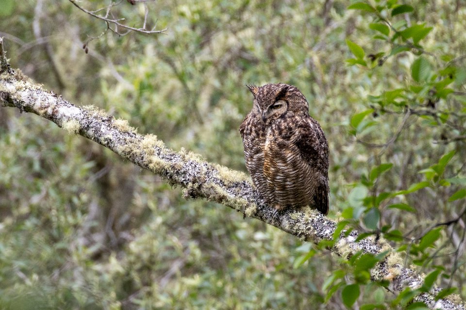 January - The Wise Owl (image credits: stocksnap)