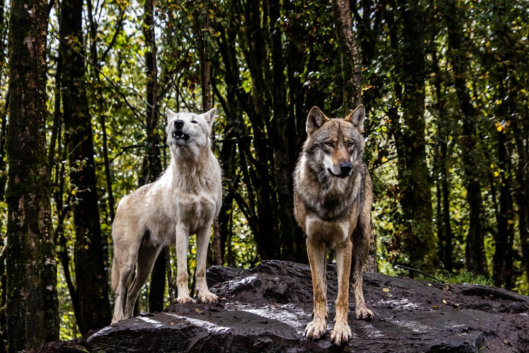 March - The Loyal Wolf (image credits: unsplash)