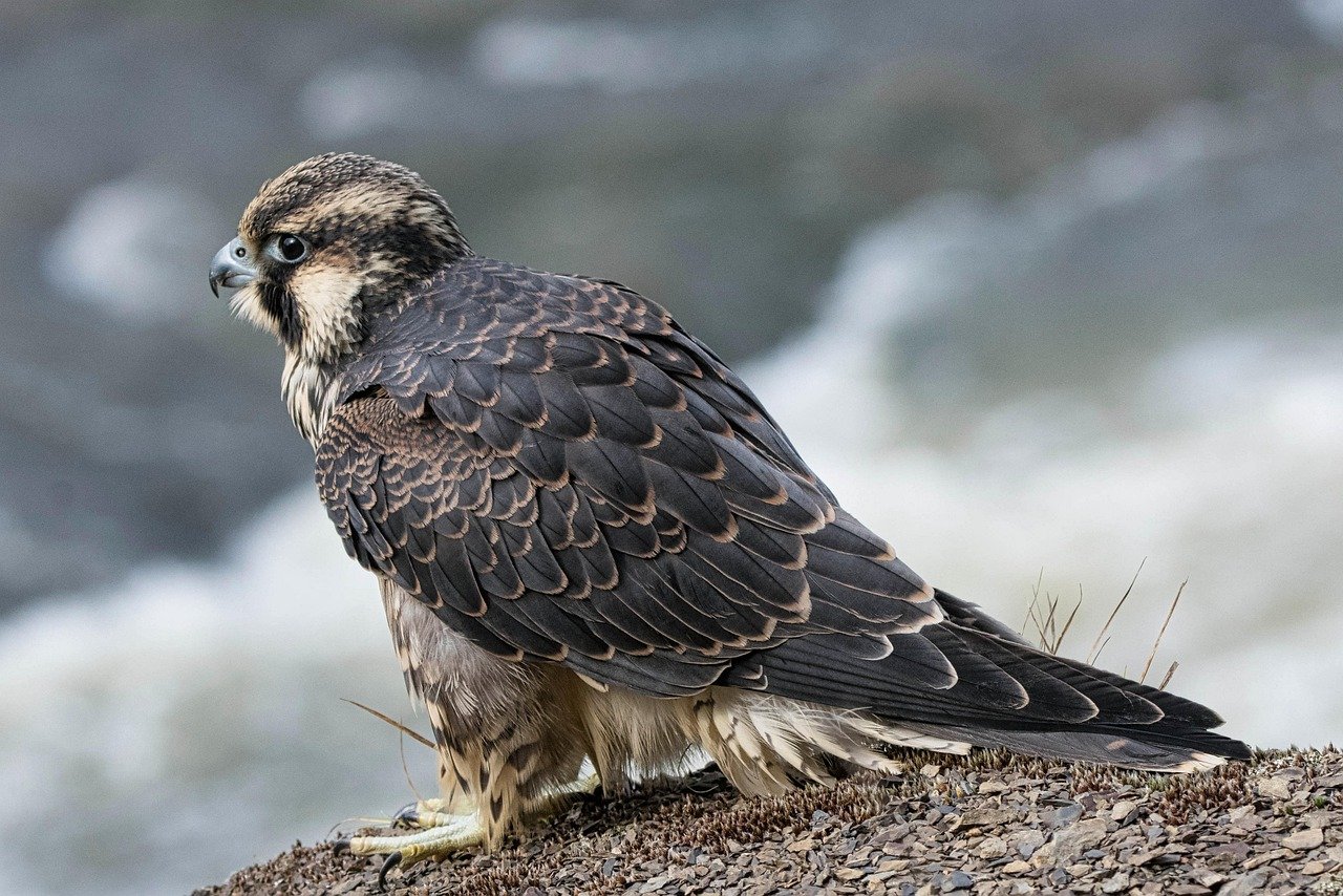 April - The Sharp-Eyed Falcon (image credits: pixabay)