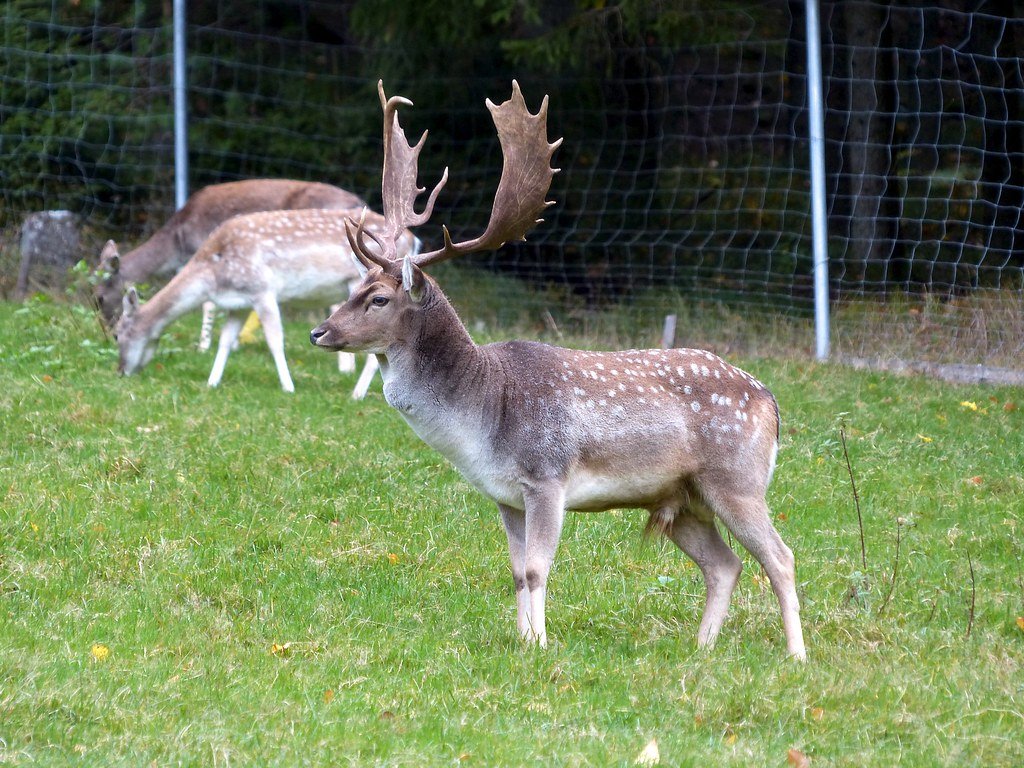 May - The Graceful Deer (image credits: flickr)