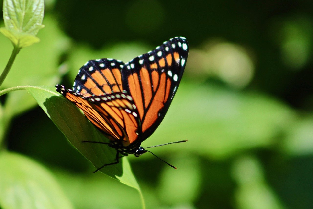 June - The Transformative Butterfly (image credits: pixabay)