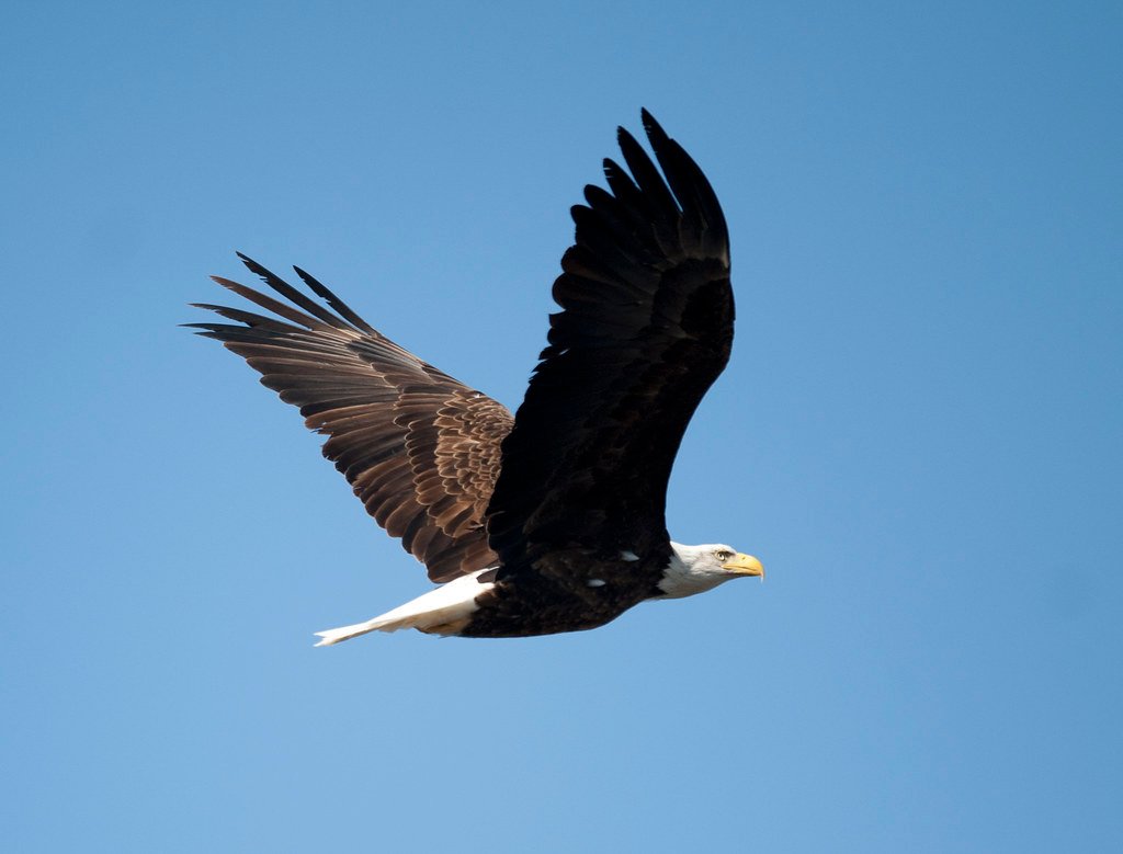 July - The Majestic Eagle (image credits: flickr)